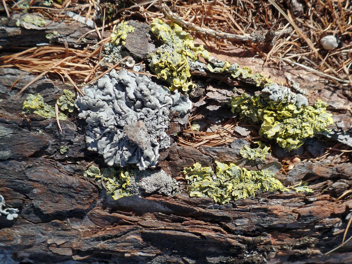 Image of class Lecanoromycetes specimen.