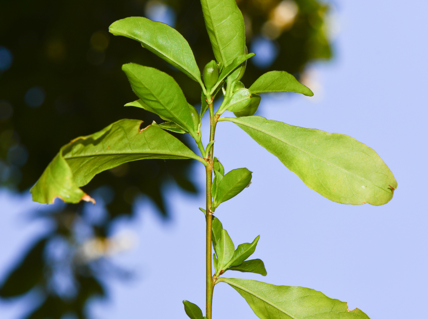 Image of Brunfelsia pauciflora specimen.