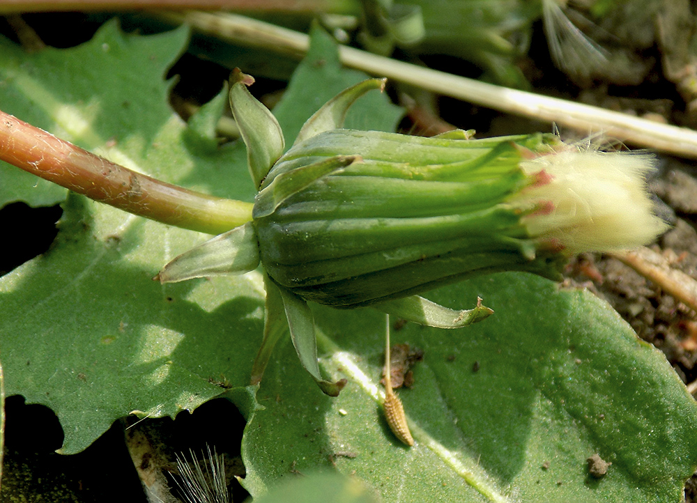 Image of Taraxacum microlobum specimen.