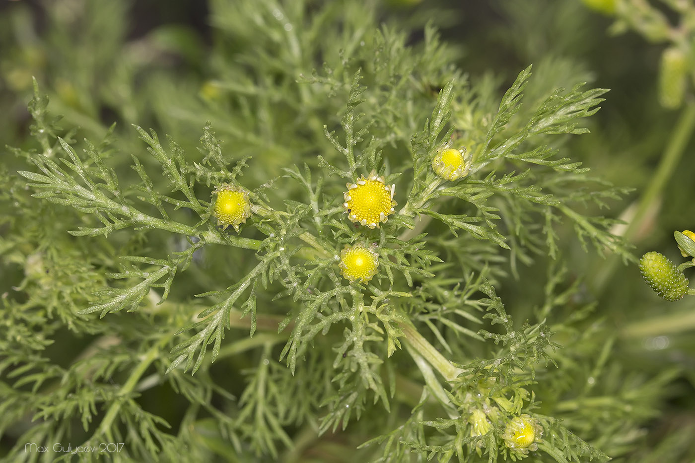 Изображение особи Tripleurospermum inodorum.