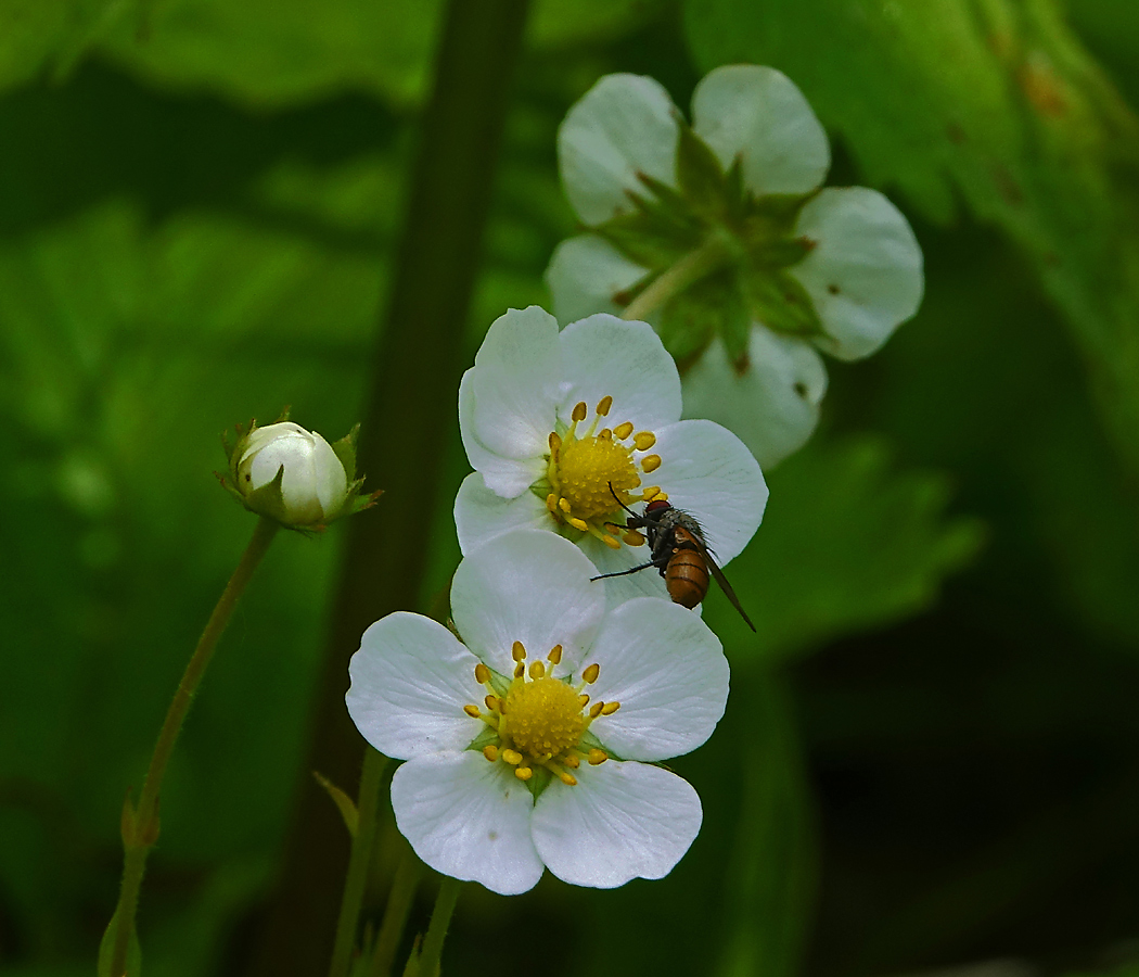 Изображение особи Fragaria vesca.