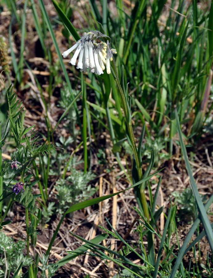 Image of Mertensia davurica specimen.