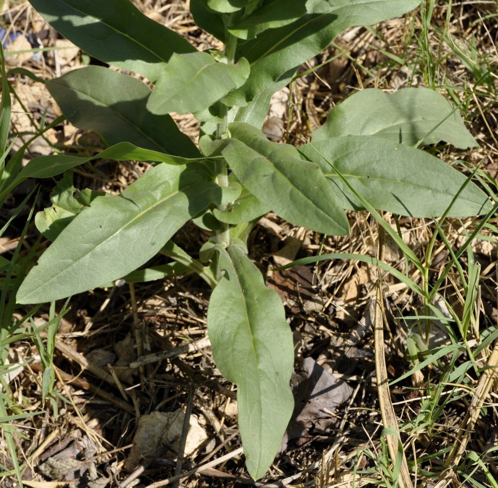 Изображение особи Cynoglossum creticum.