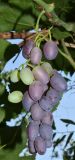 Vitis vinifera. Соплодие с незрелыми плодами (сорт \"Чарос\"). Узбекистан, г. Андижан, частный двор, в культуре. 24.07.2017.