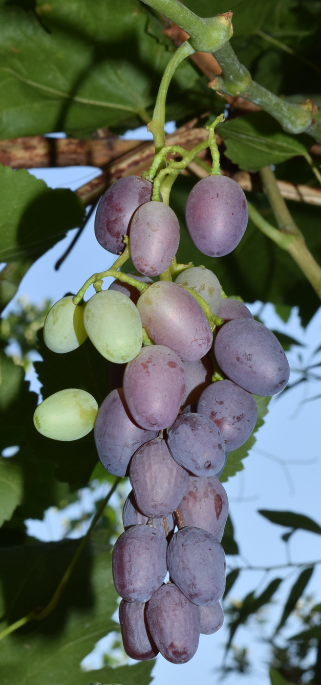 Image of Vitis vinifera specimen.