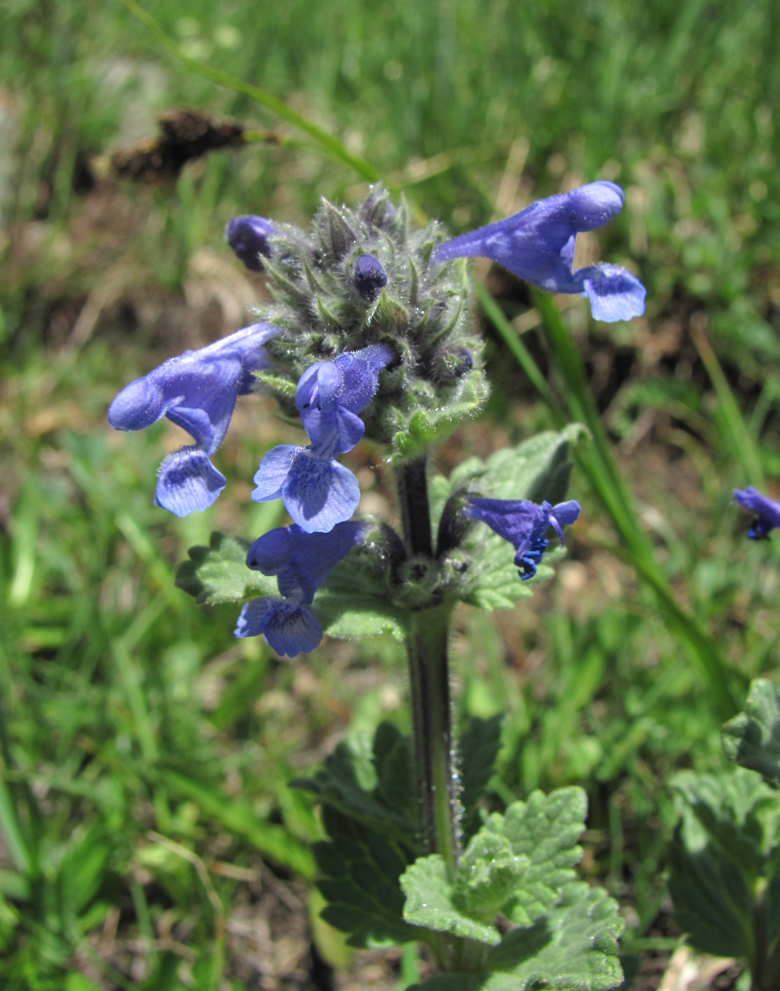 Image of Nepeta supina specimen.