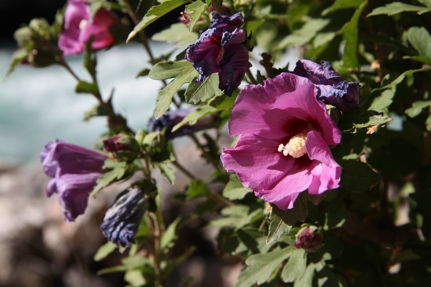 Изображение особи Hibiscus syriacus.