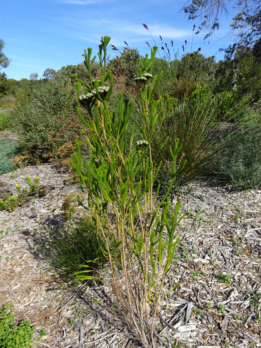 Image of Berzelia albiflora specimen.