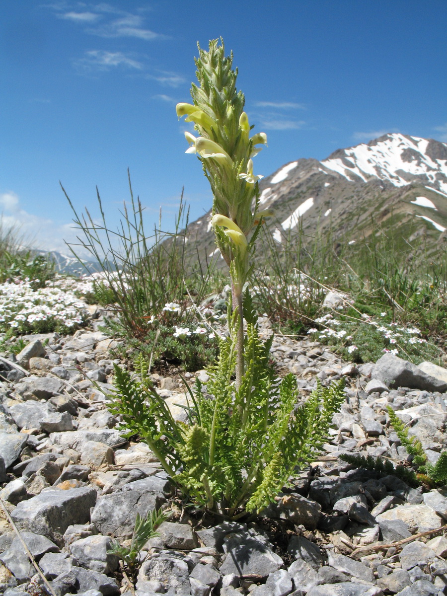 Изображение особи Pedicularis talassica.