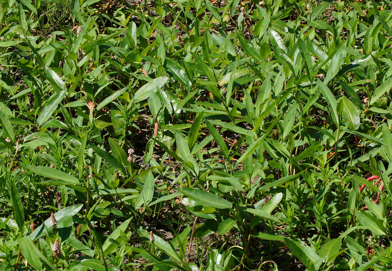 Image of Persicaria amphibia specimen.