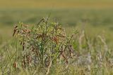 Смотреть изображение Caragana microphylla