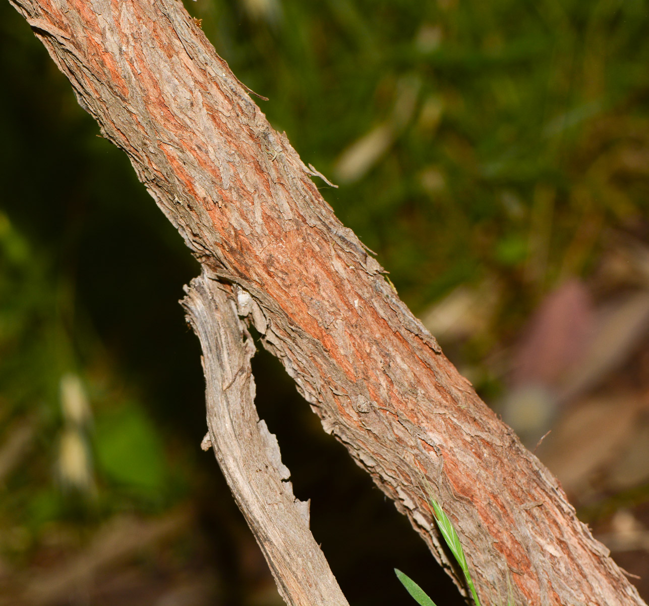 Изображение особи Acacia glaucoptera.