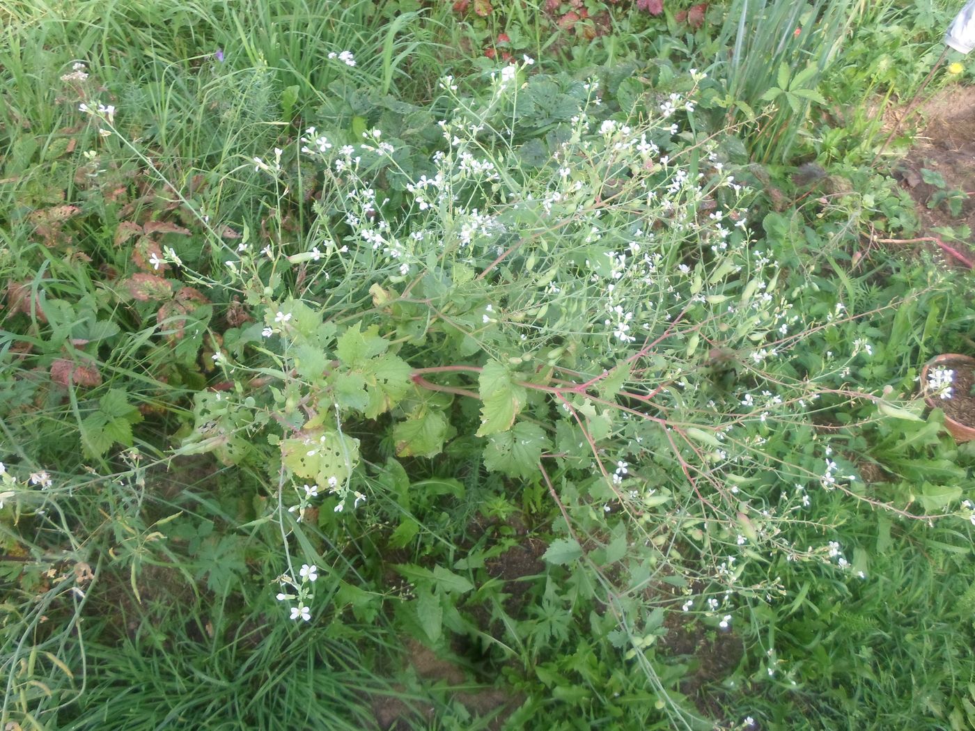 Image of Raphanus sativus specimen.