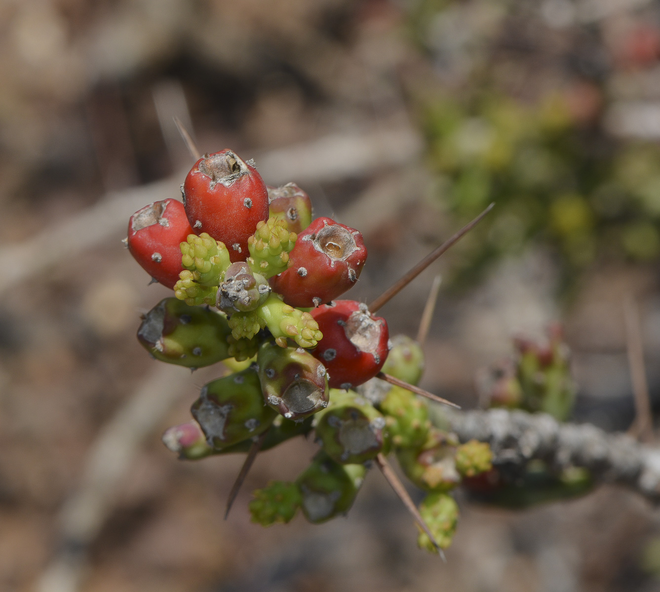 Изображение особи Cylindropuntia leptocaulis.