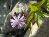 Lactuca sibirica