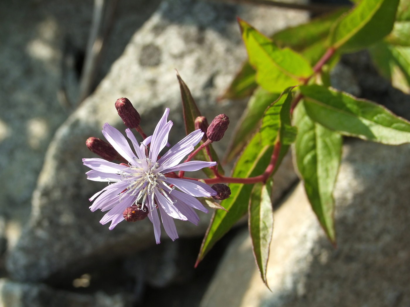 Image of Lactuca sibirica specimen.