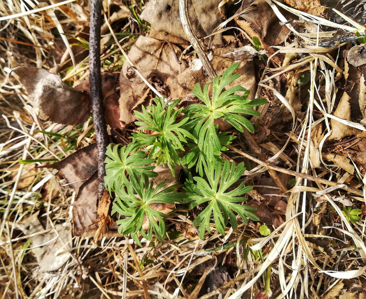 Изображение особи род Aconitum.