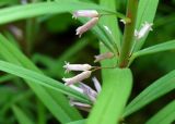 Polygonatum roseum. Средняя часть побега с распустившимися цветками. Москва, Воробьёвы горы, Ботанический сад МГУ, альпинарий, в культуре из Джунгарского Алатау. 29.05.2018.