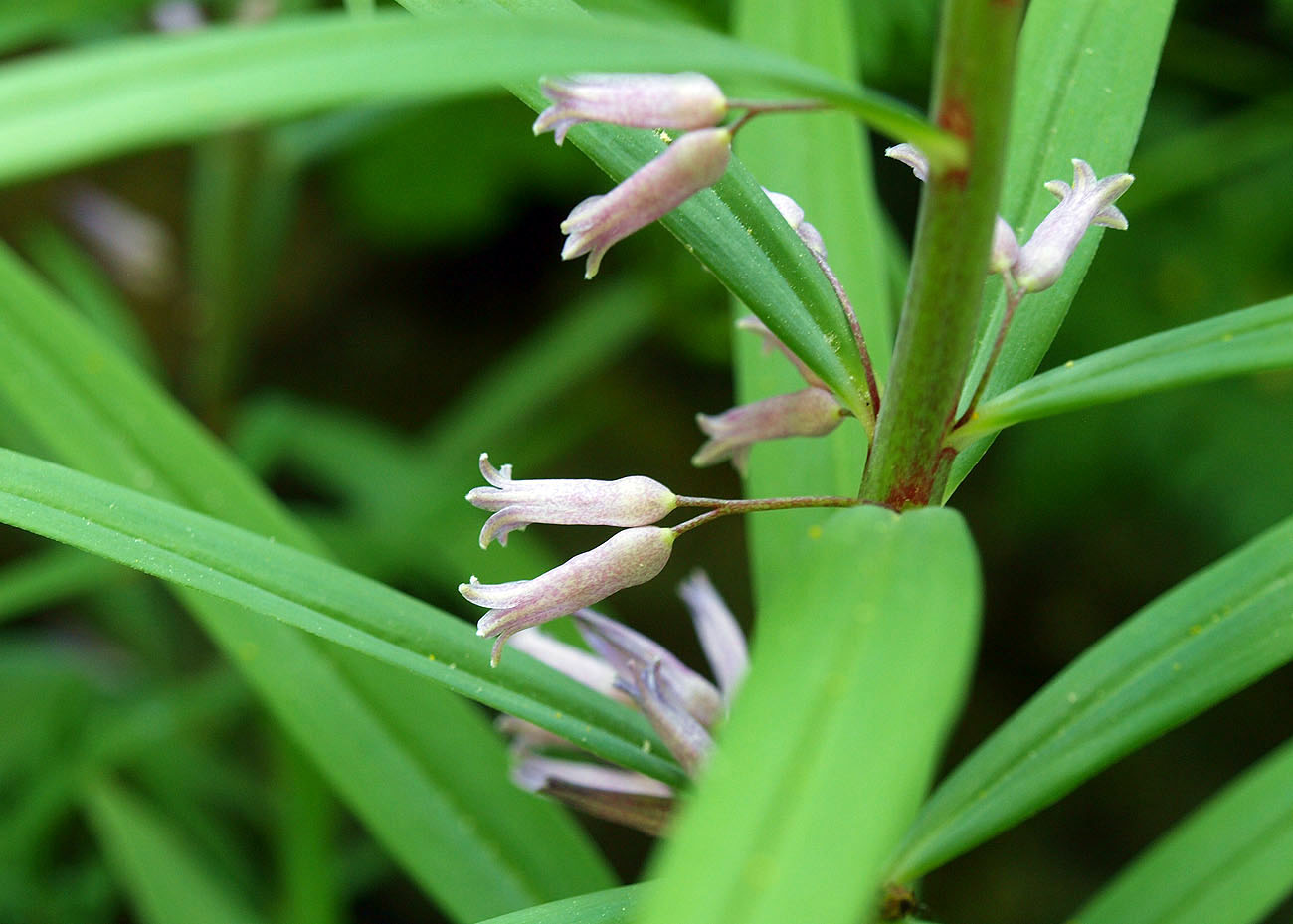 Image of Polygonatum roseum specimen.