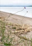 Knautia arvensis. Цветущее растение. Карелия, Заонежье, песчаный пляж. 25.07.2017.