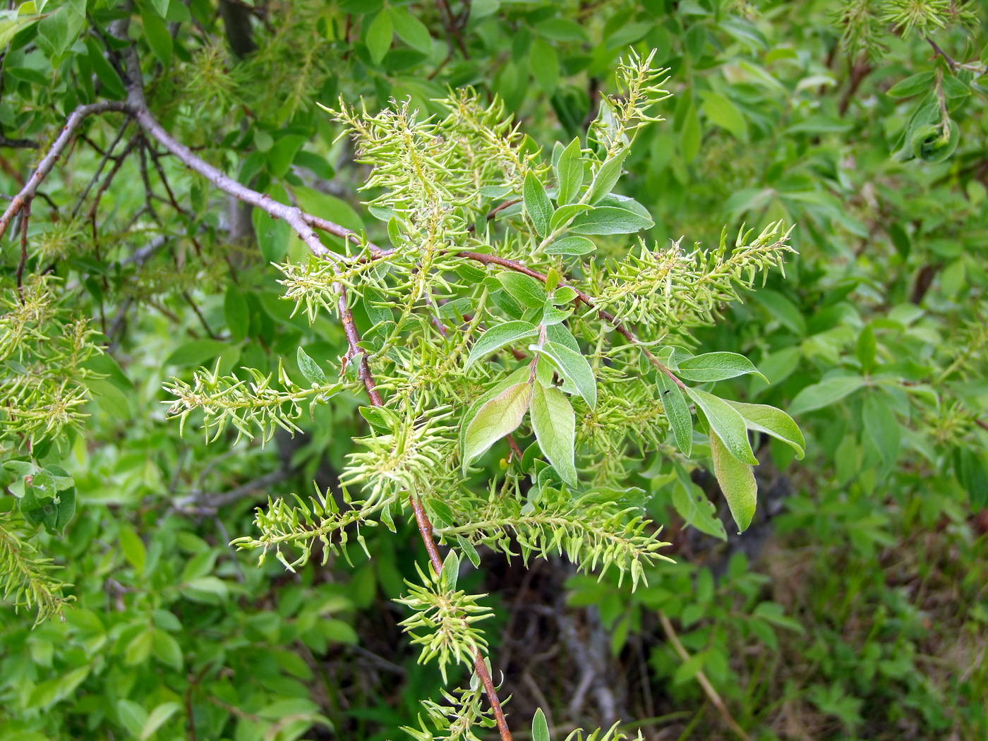 Изображение особи Salix bebbiana.