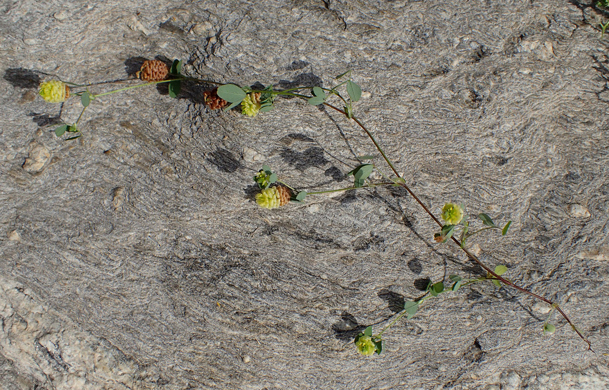 Image of Trifolium campestre specimen.