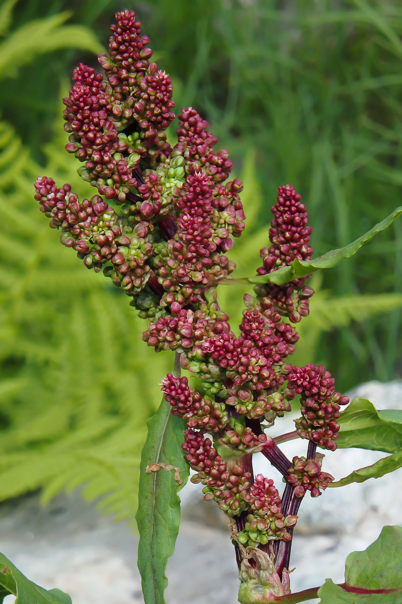 Image of Rumex alpinus specimen.