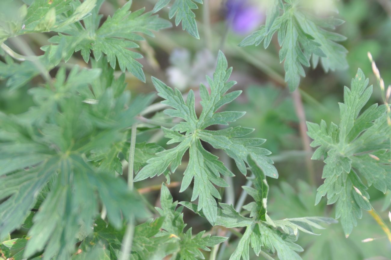 Image of Geranium kemulariae specimen.