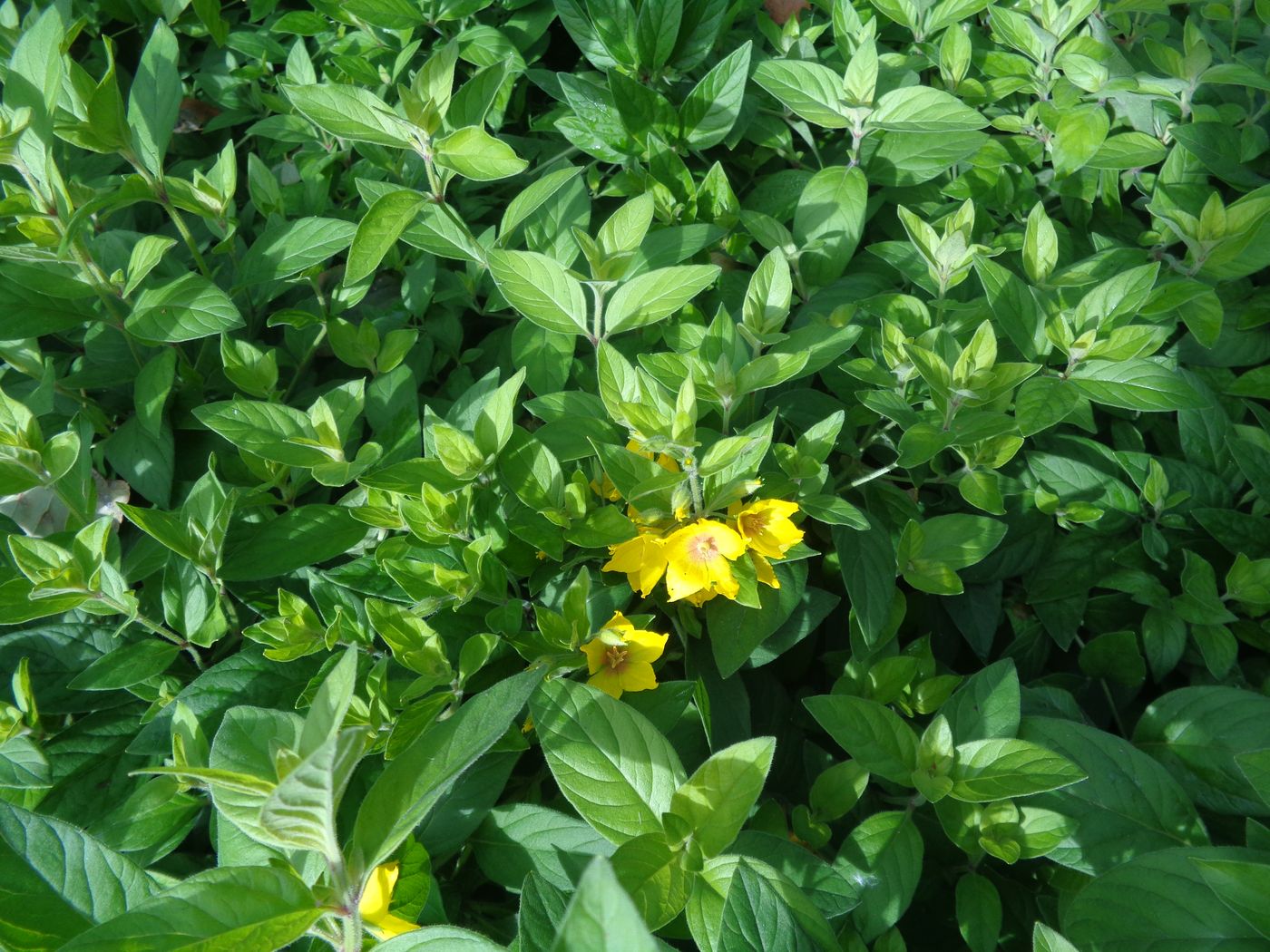 Image of Lysimachia punctata specimen.