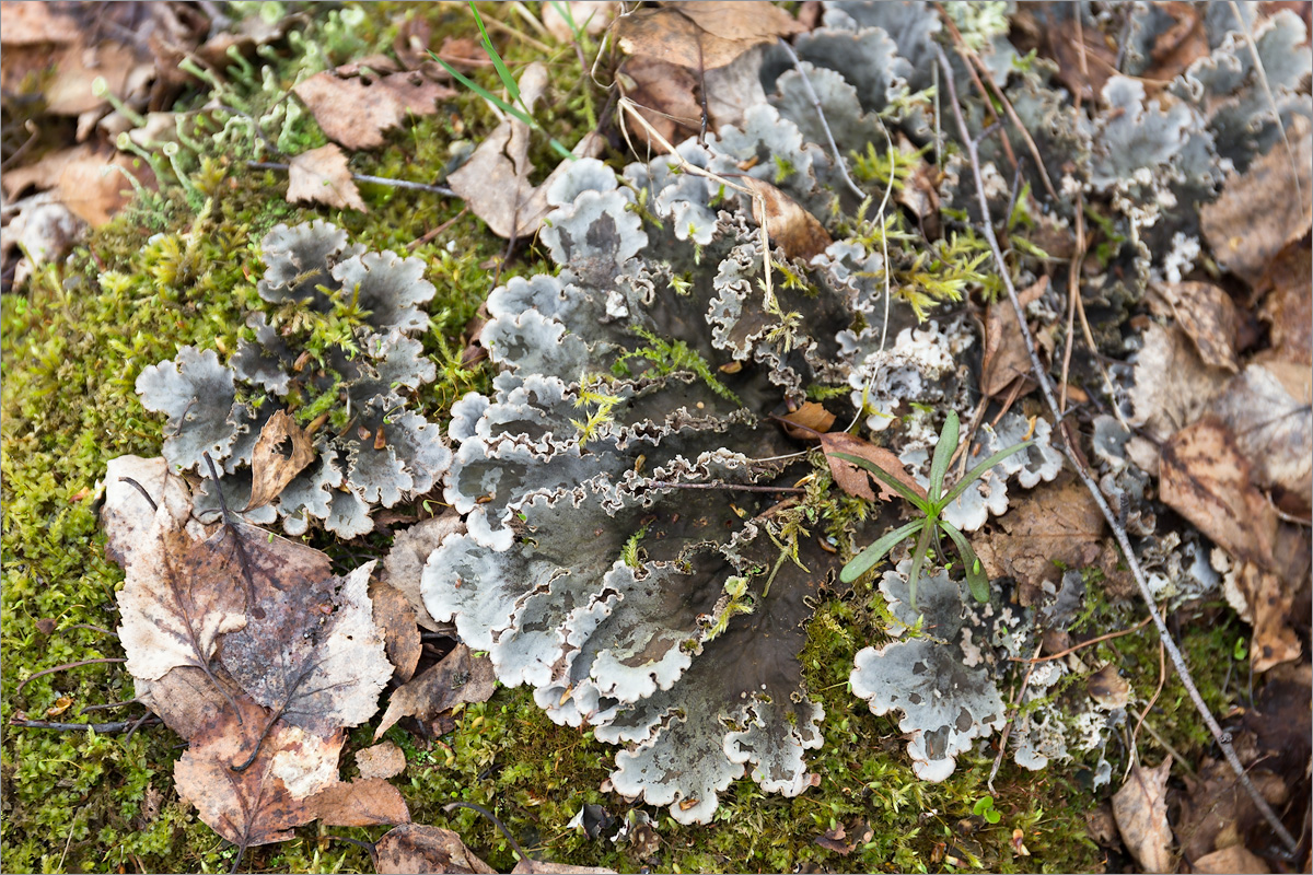 Image of genus Peltigera specimen.