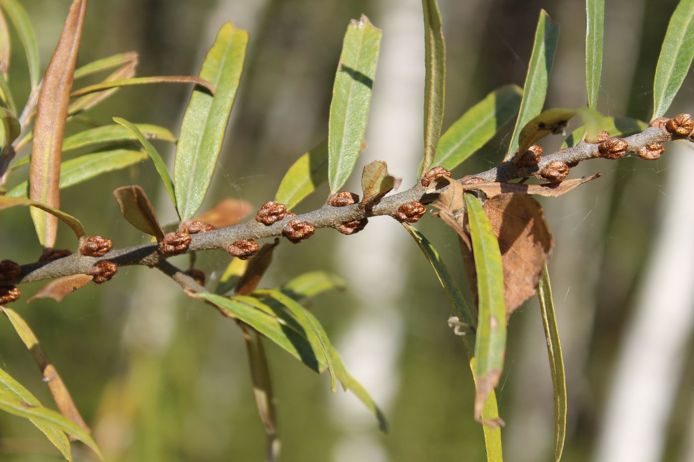 Image of Hippophae rhamnoides specimen.