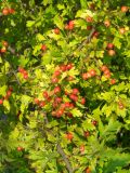 genus Crataegus