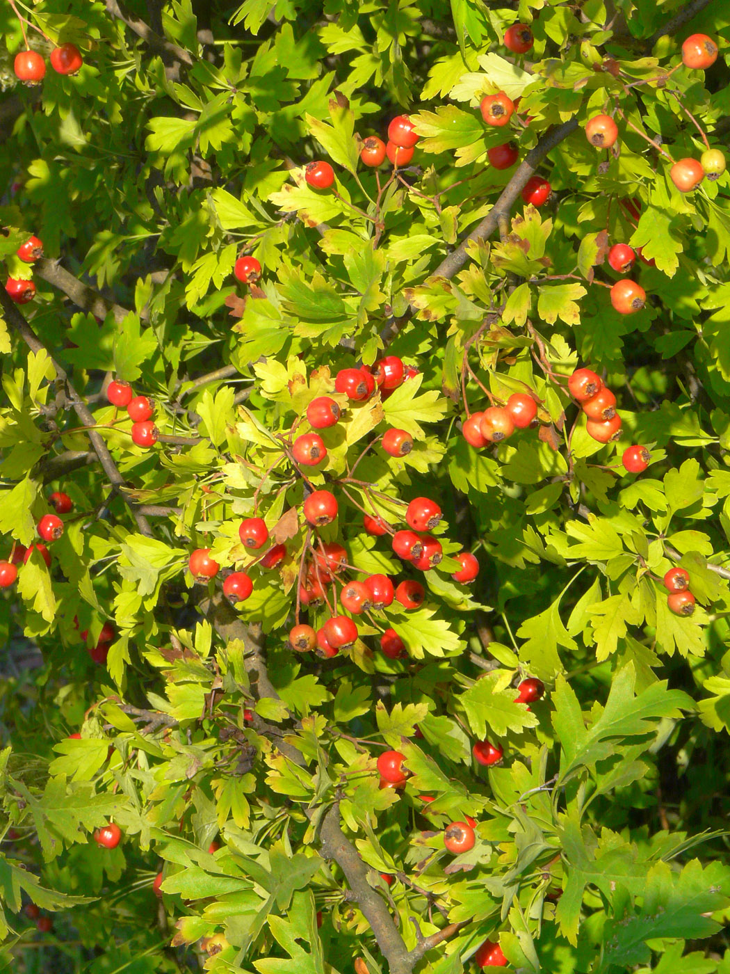 Изображение особи род Crataegus.