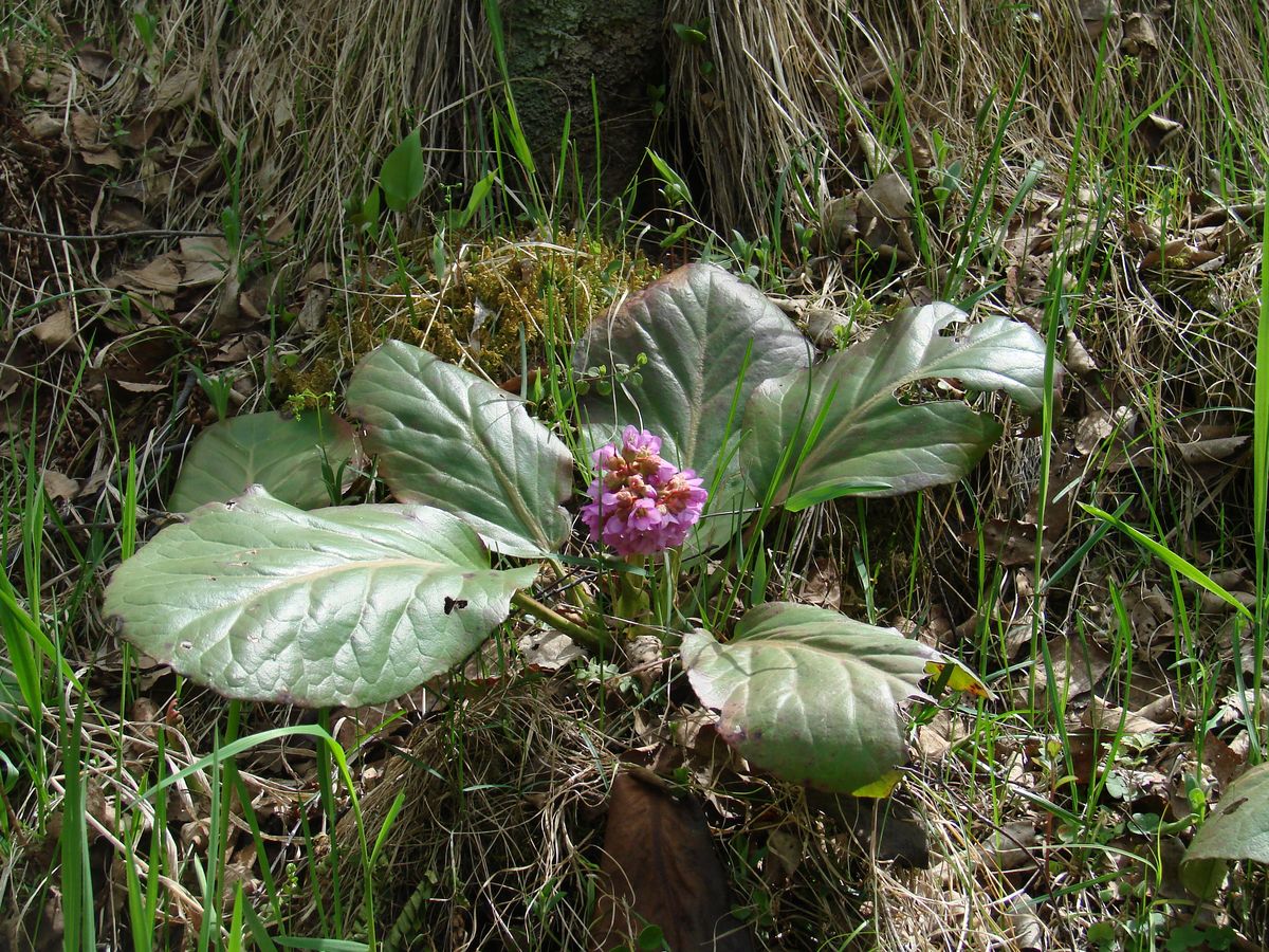 Image of Bergenia crassifolia specimen.