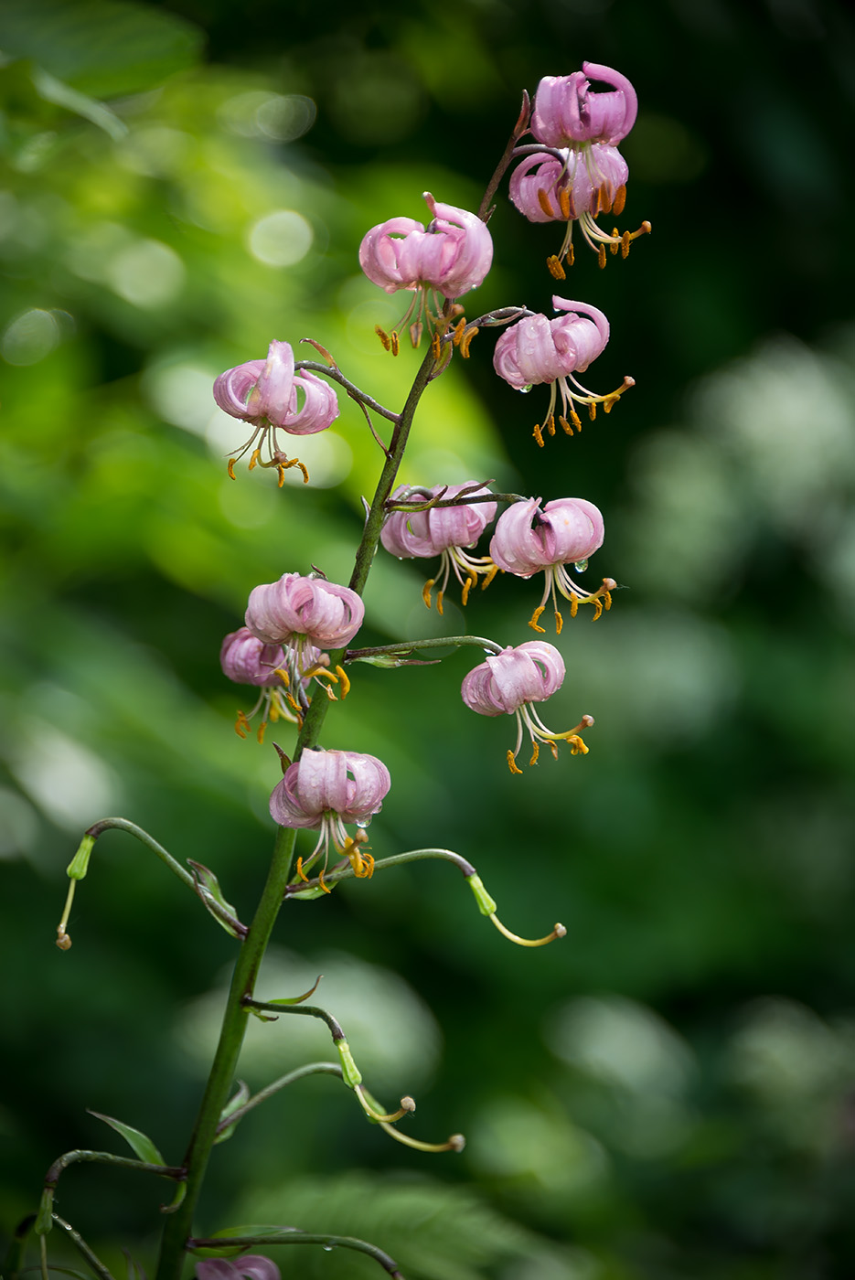 Image of Lilium pilosiusculum specimen.