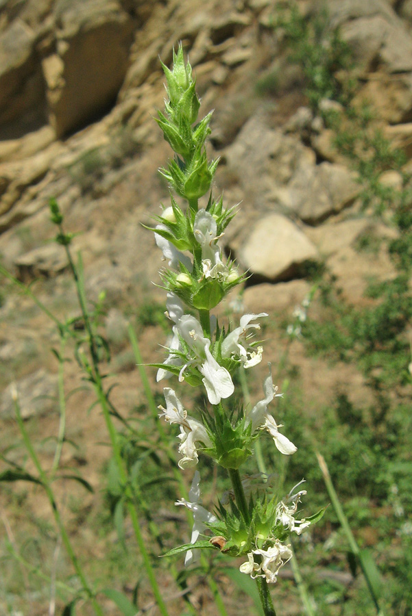 Image of Stachys atherocalyx specimen.