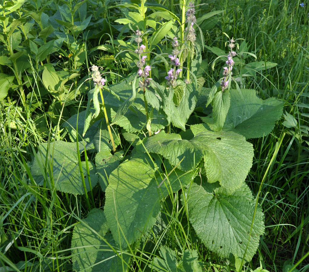 Image of Phlomoides alpina specimen.