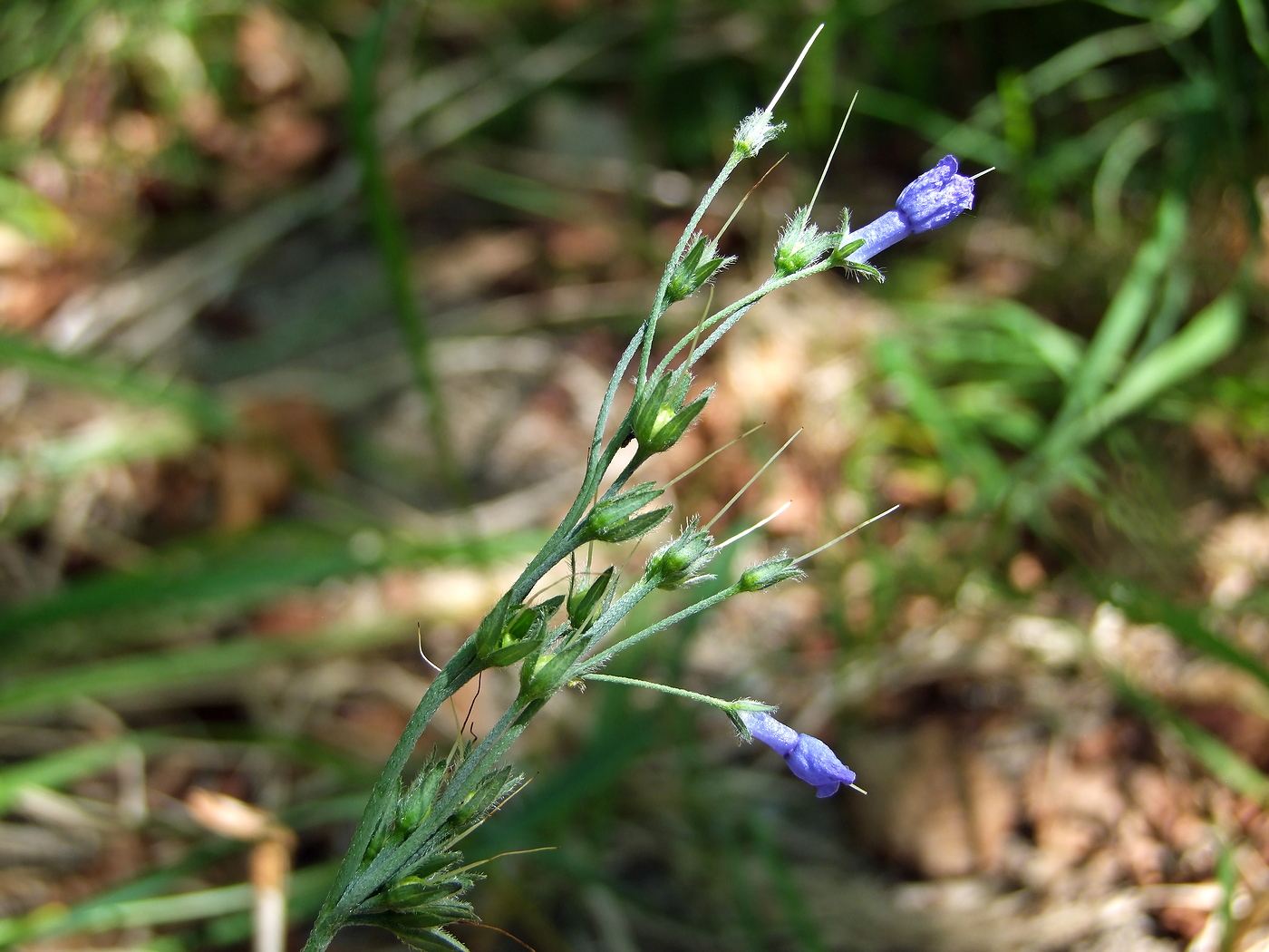 Image of Mertensia pubescens specimen.