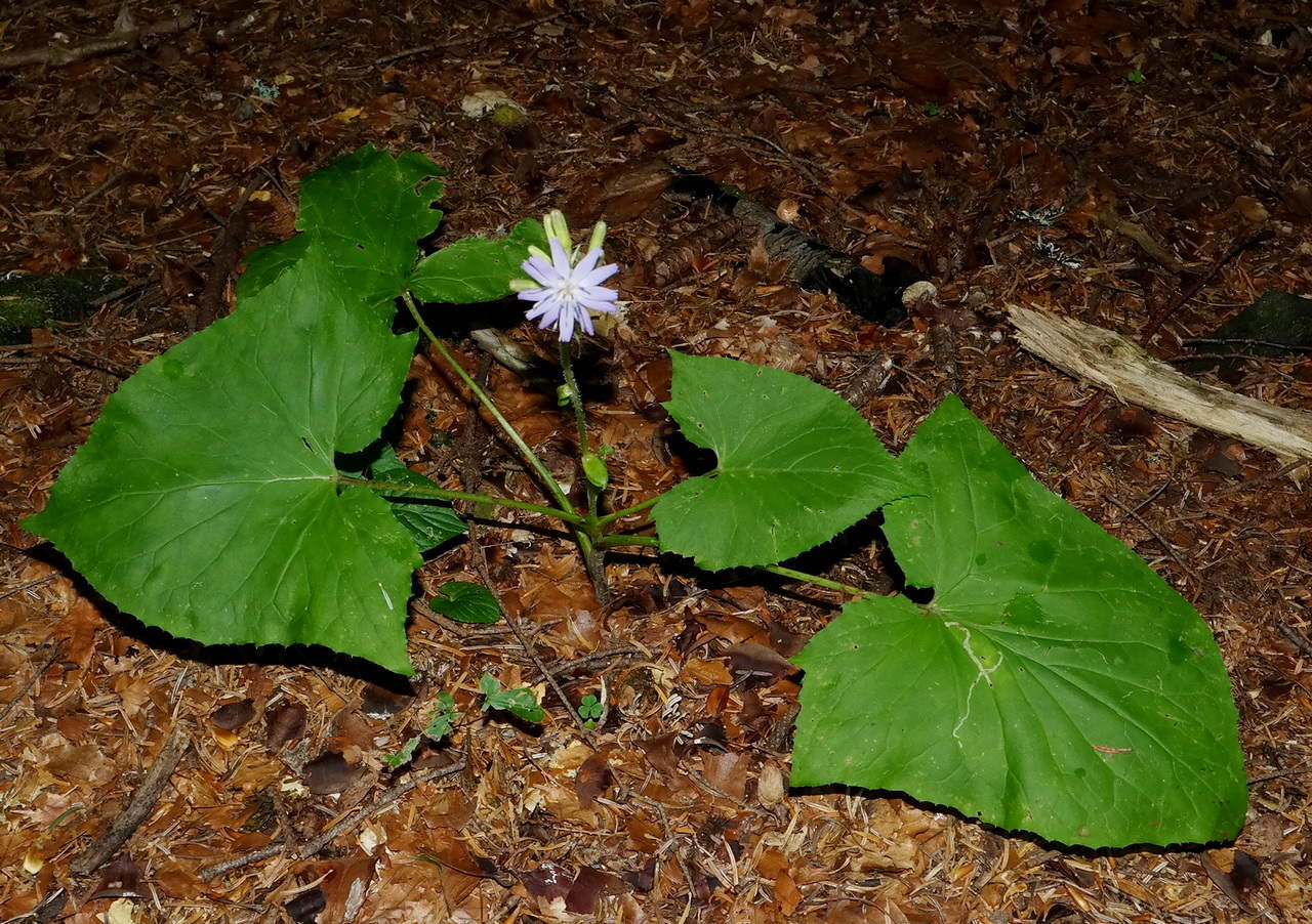 Image of Cicerbita petiolata specimen.