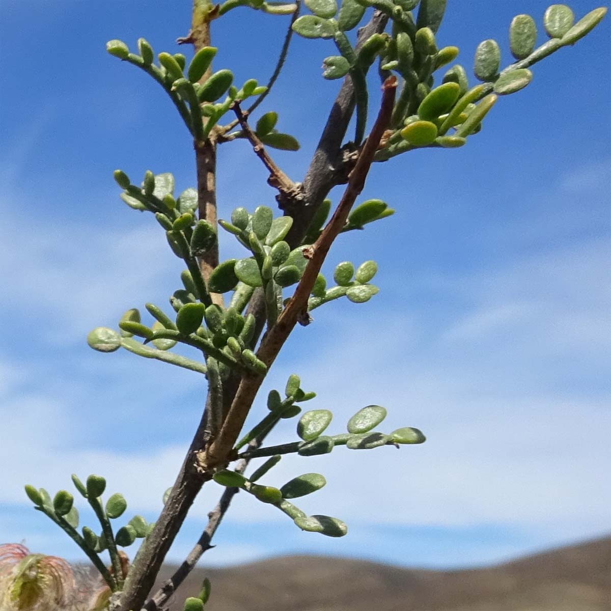 Image of Adesmia microphylla specimen.