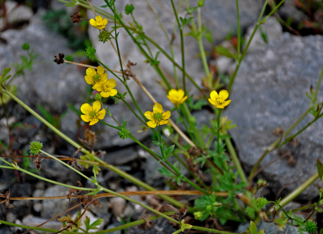 Image of genus Ranunculus specimen.