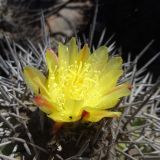 Copiapoa echinoides