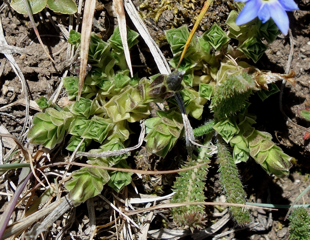 Image of Gentiana pseudoaquatica specimen.