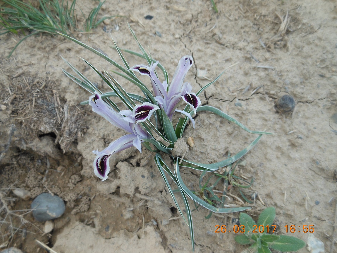 Изображение особи Juno narynensis.