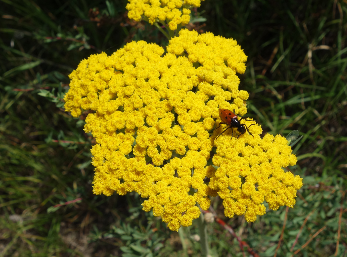 Image of Handelia trichophylla specimen.