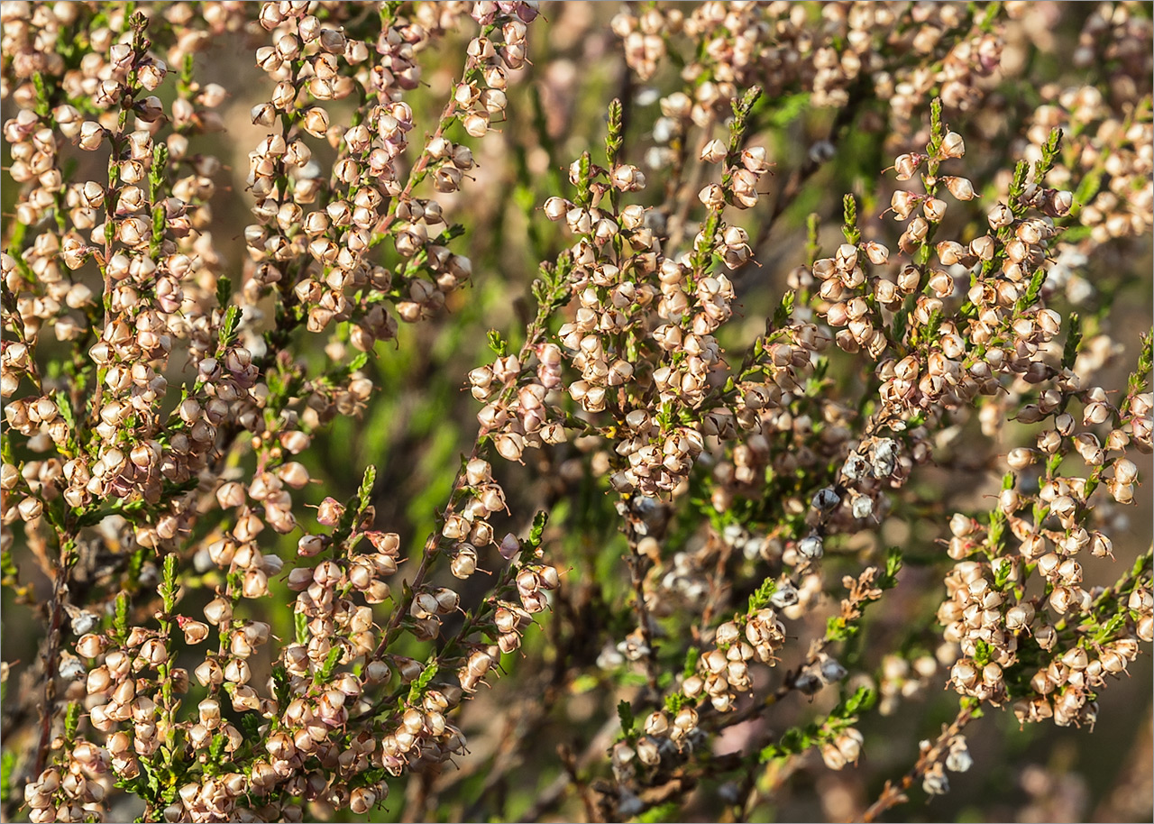 Изображение особи Calluna vulgaris.