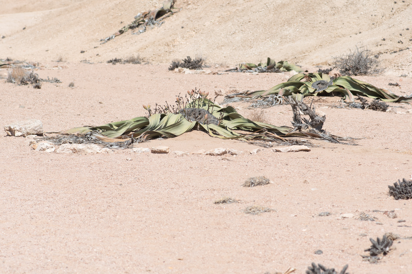 Image of Welwitschia mirabilis specimen.