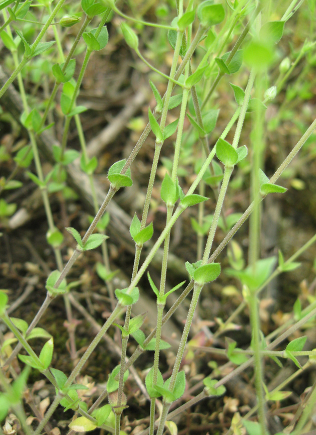 Image of Arenaria serpyllifolia specimen.