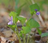 Смотреть изображение Viola brachysepala
