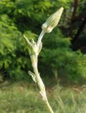 Tragopogon borysthenicus